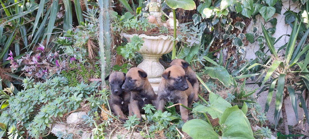 Pastore Belga cani in vendita: Pastore Belga Malinois Salerno Benevento Avellino - Annuncio 4