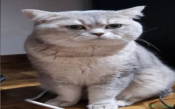 Scottish gatti per accoppiamento: Cerco una gatta Scottish fold o straight  a Provincia di Brescia - Immagine 2