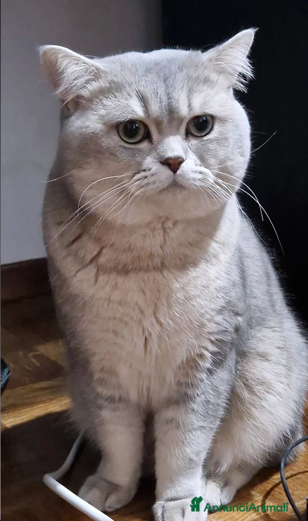 Scottish gatti per accoppiamento: Cerco una gatta Scottish fold o straight  a Provincia di Brescia - Immagine 2