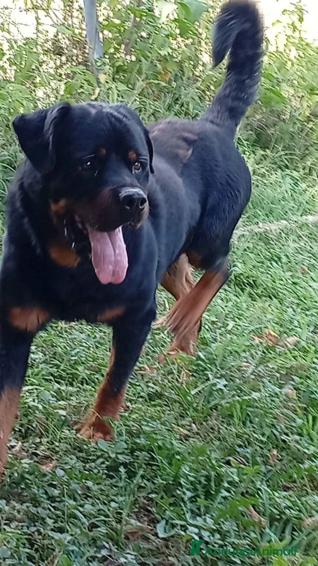 Rottweiler cani in regalo: Ares: 7 anni, Rottweiler equilibrato, socievole  a Città Metropolitana di Genova - Annuncio 17
