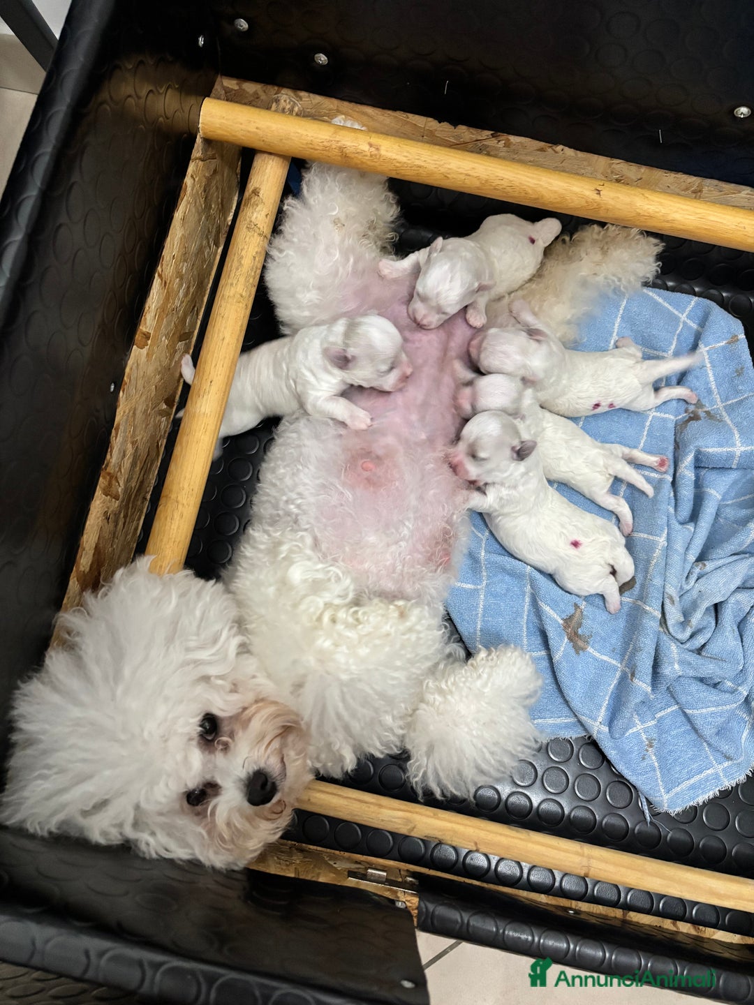 Bichon cani in vendita: Bichon à poil frisè - Annuncio 5