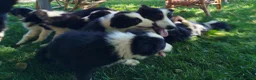 Border Collie cani in vendita: Cuccioli border collie  a Provincia di Cuneo - Annuncio 5
