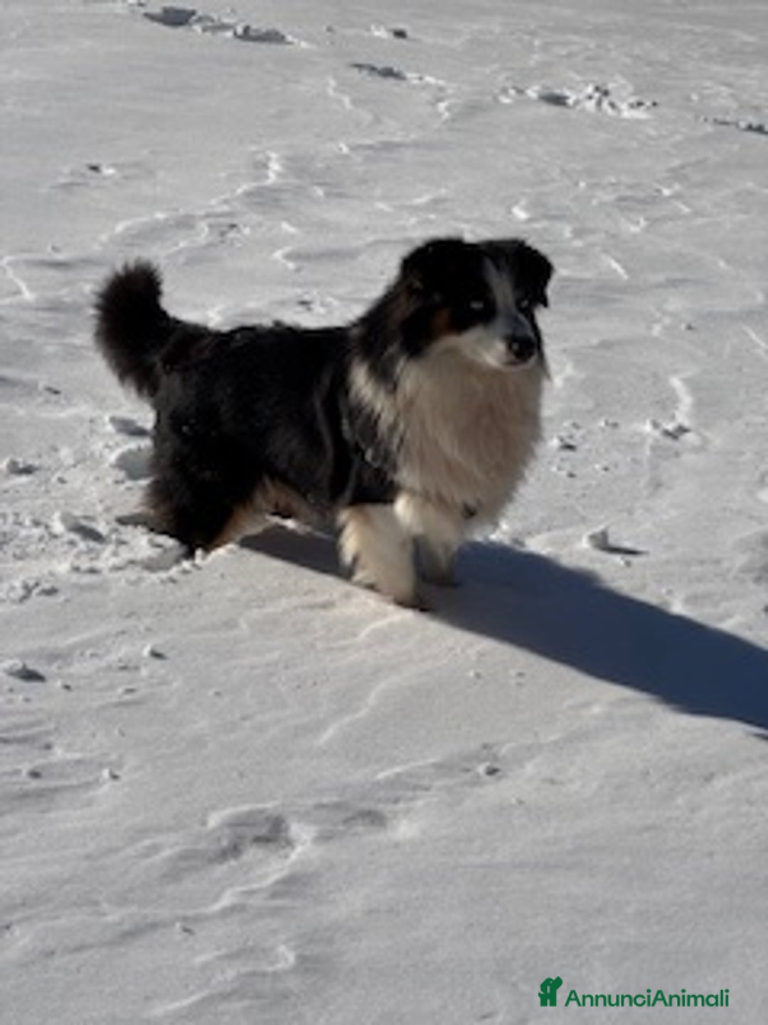 Australian Shepherd cani per accoppiamento: Maschio disponibile per accoppiamento - Annuncio 2