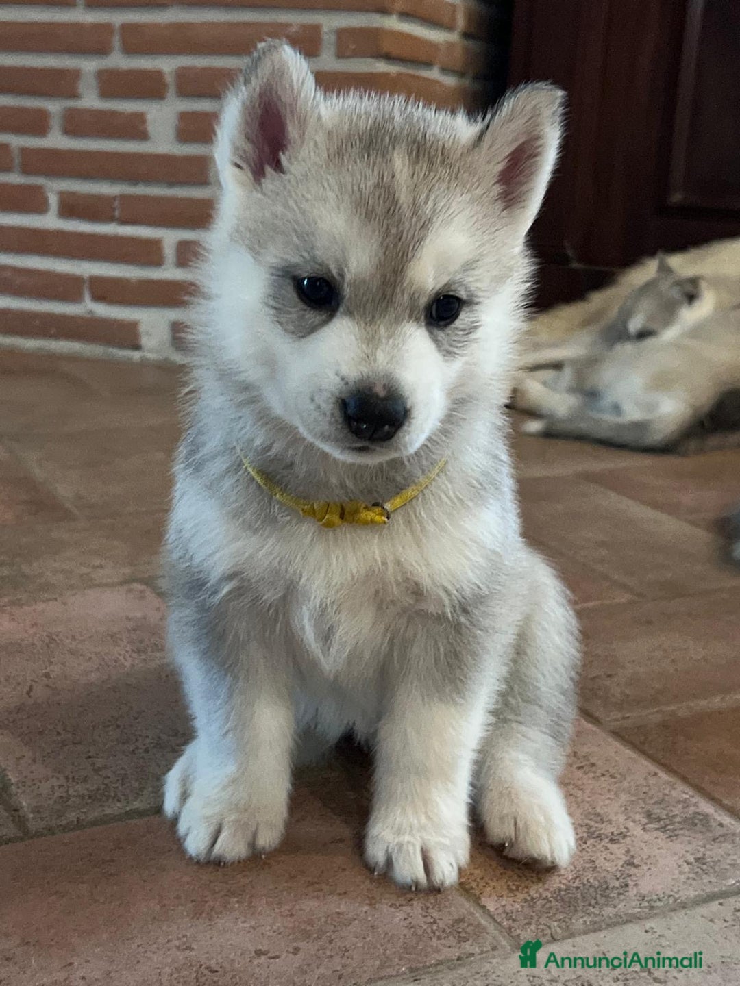 Husky cani in vendita: Bellissima cucciola di Siberian Husky a Provincia di Cuneo - Immagine 1