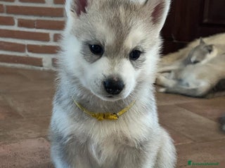 Husky cani Bellissima cucciola di Siberian Husky a Provincia di Cuneo - Annuncio 5