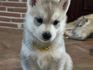 Husky cani Bellissima cucciola di Siberian Husky a Provincia di Cuneo - Annuncio 5