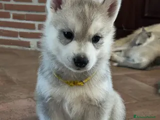 Husky cani Bellissima cucciola di Siberian Husky a Provincia di Cuneo - Annuncio 14