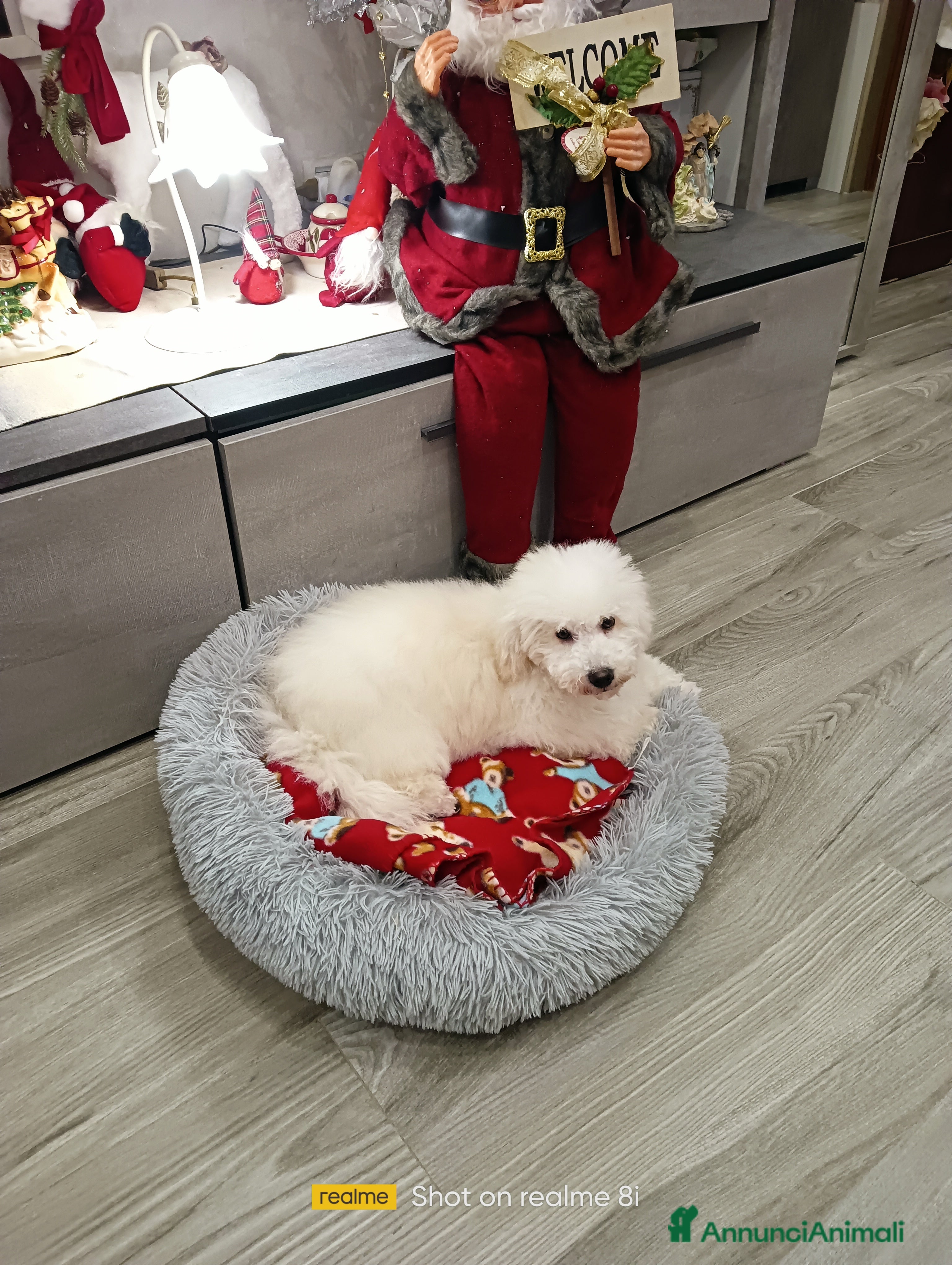 Meticcio cani Maltipoo maschio  - Annuncio 2