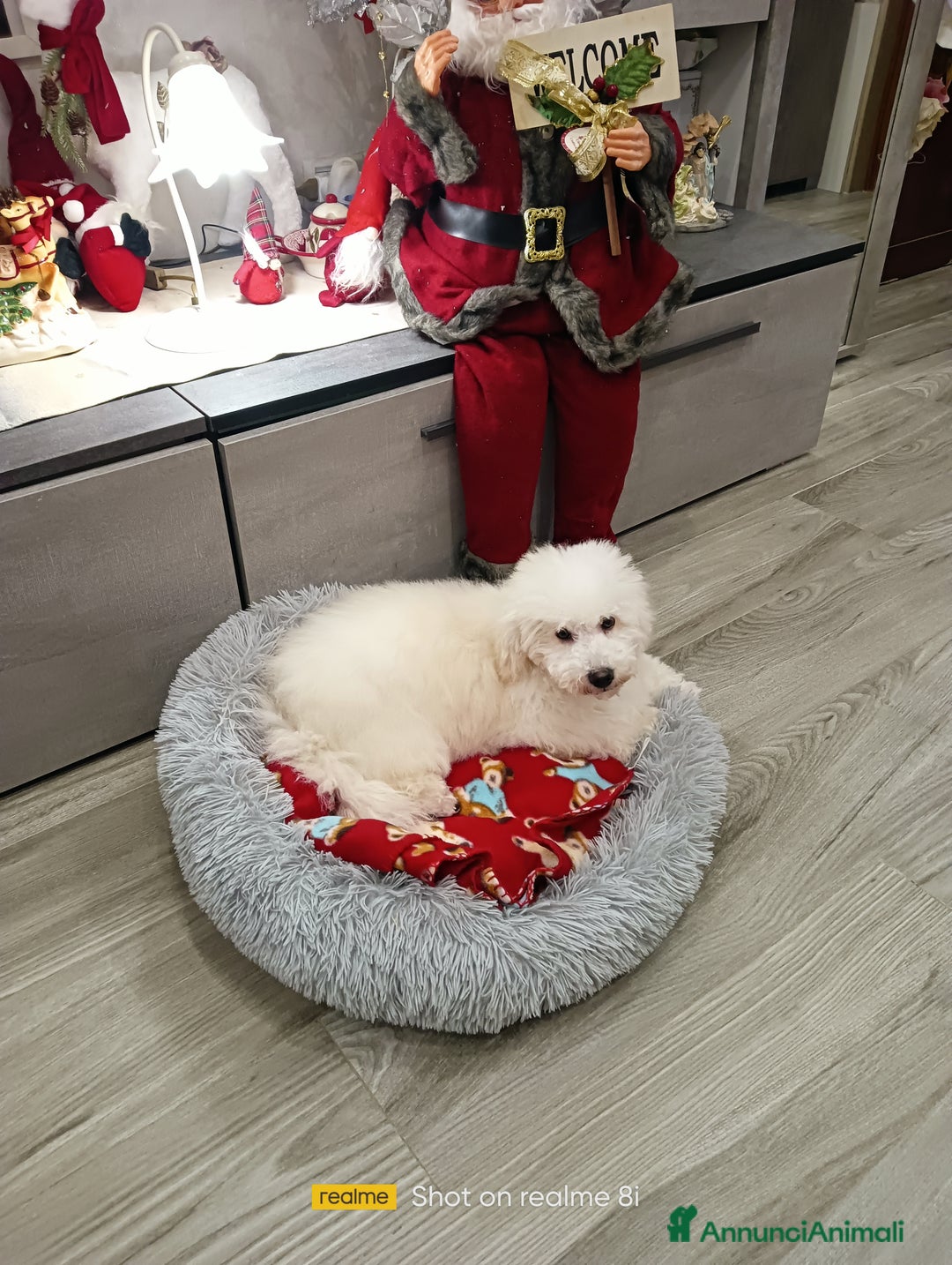 Meticcio cani in vendita: Maltipoo maschio  - Annuncio 1