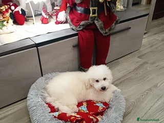Meticcio cani Maltipoo maschio - Annuncio 1