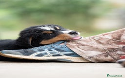 Bovaro del Bernese cani in vendita: Bernerdok's Aunts Cuccioli Y a Città Metropolitana di Torino - Immagine 9