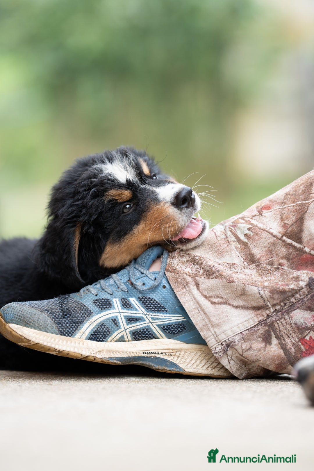 Bovaro del Bernese cani in vendita: Bernerdok's Aunts Cuccioli Y a Città Metropolitana di Torino - Immagine 9