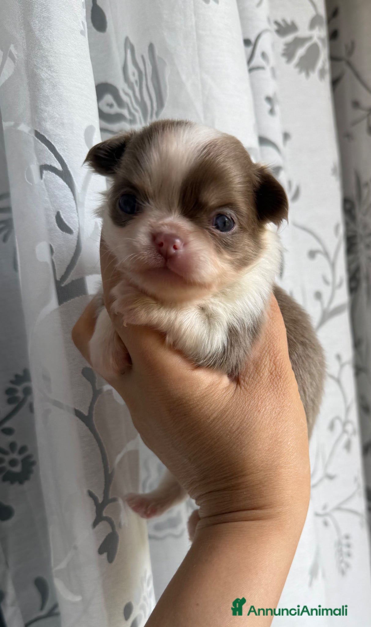 Chihuahua cani Chihuahua pedigree Enci  - Annuncio 1