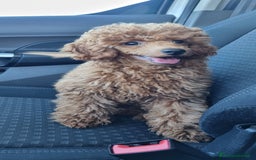Barboncino cani in vendita: Barboncino barbone nano a Provincia di Lecce - Immagine 1