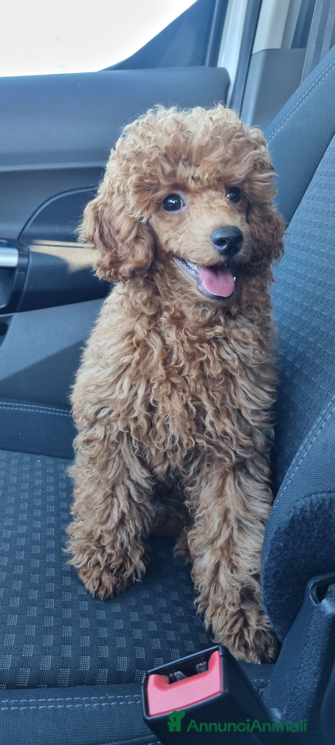 Barboncino cani in vendita: Barboncino barbone nano a Provincia di Lecce - Immagine 1