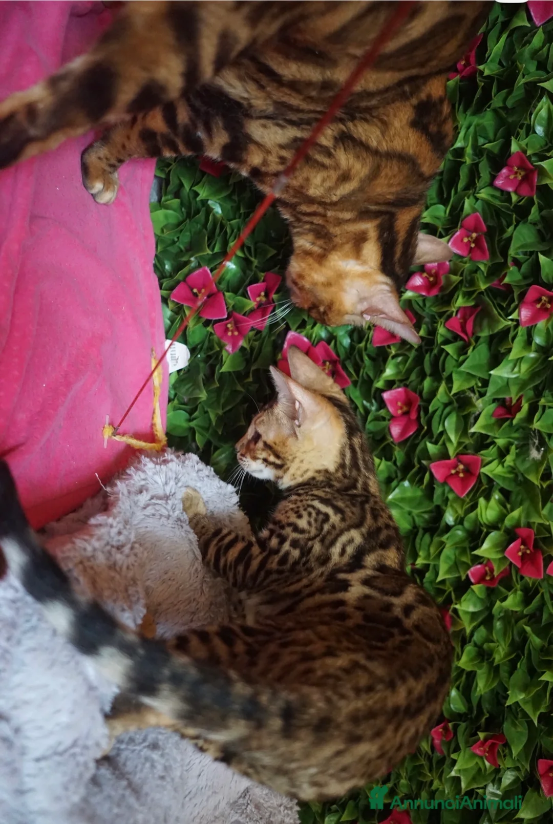 Bengala gatti in vendita: Cucciolo bengala brown spotted tabby  - Annuncio 2