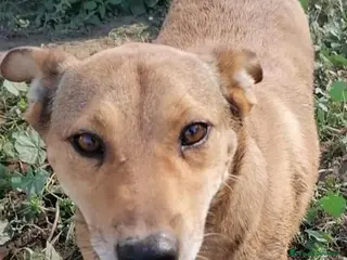 Meticcio cani Bruno 5anni LO VOLEVANO MORTO! NAPOLI SOS CASA - Annuncio 26