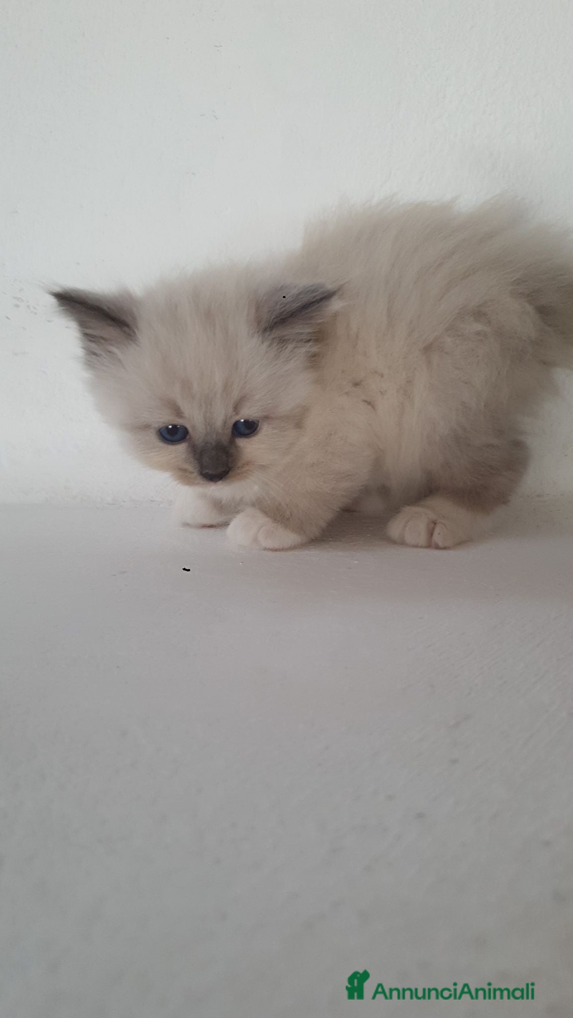 Siberiano gatti Cucciolata di 6 gattini siberiani - Annuncio 4