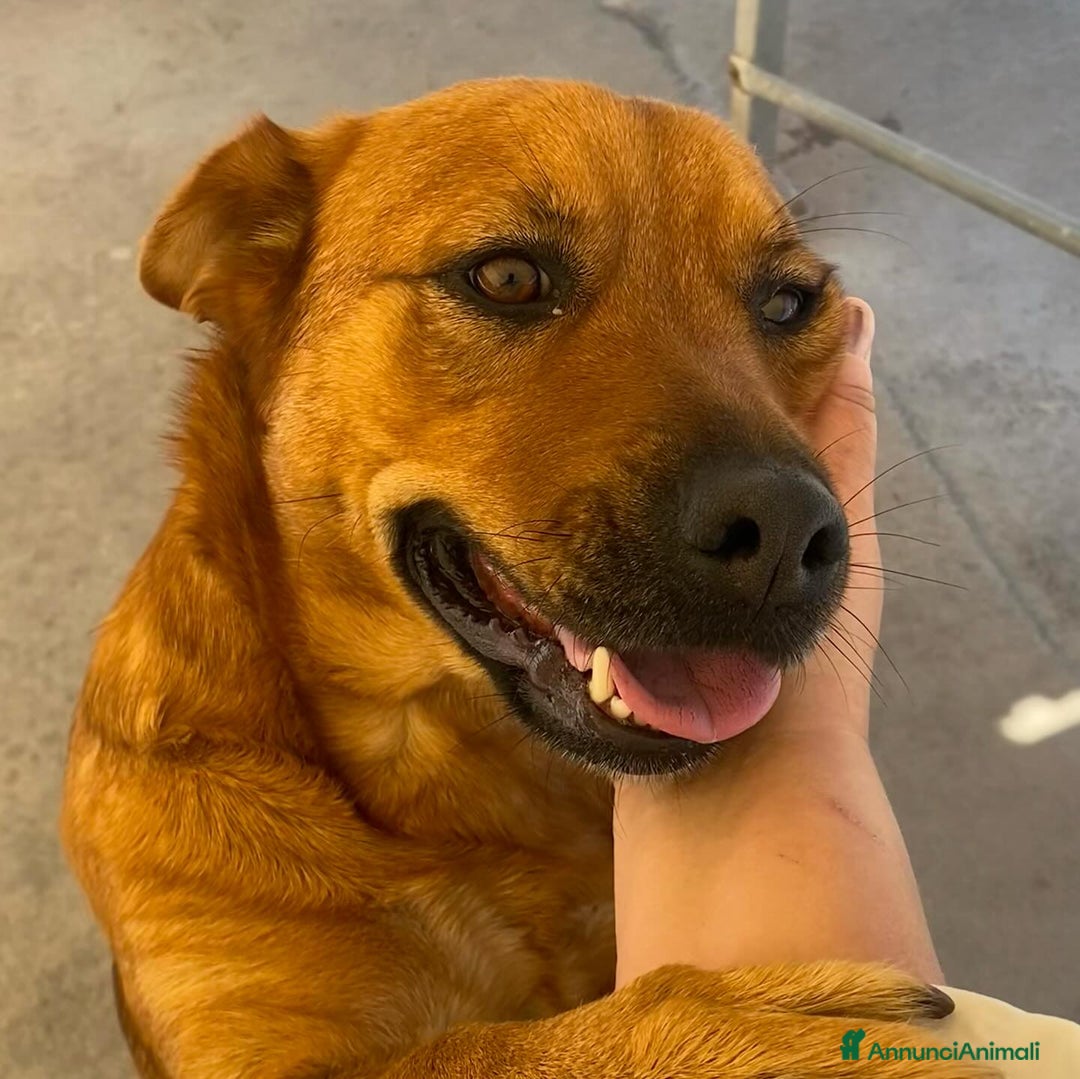 Meticcio cani in regalo: Alanis dolce cagnolina 2 anni cerca casa! a Provincia di Latina - Annuncio 2