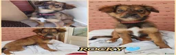 Meticcio cani in regalo: UNA MAMMA PER ROCKY a Provincia di Varese - Annuncio 2