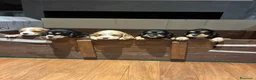 Cocker cani in vendita: VENDO CUCCIOLI COCKER SPANIEL INGLESE - Annuncio 4