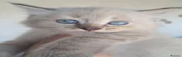 Siberiano gatti in vendita: Gatto siberiano neva  - Annuncio 3