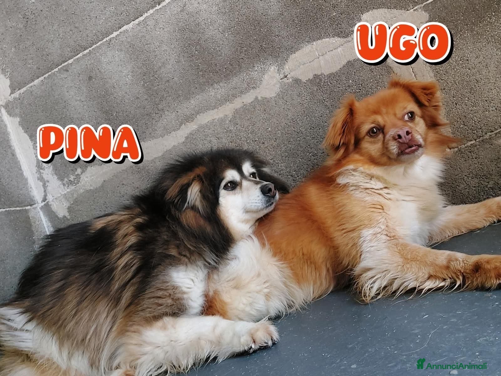 Meticcio cani ADOZ.DEL💔:vivono nellapaura,haiil coraggiodi aiut - Annuncio 1
