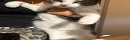 Europeo gatti in regalo: “ YOGHI” GATTO IN REGALO VA D’ACCORDO CON GATTI a Provincia di Vercelli - Annuncio 2