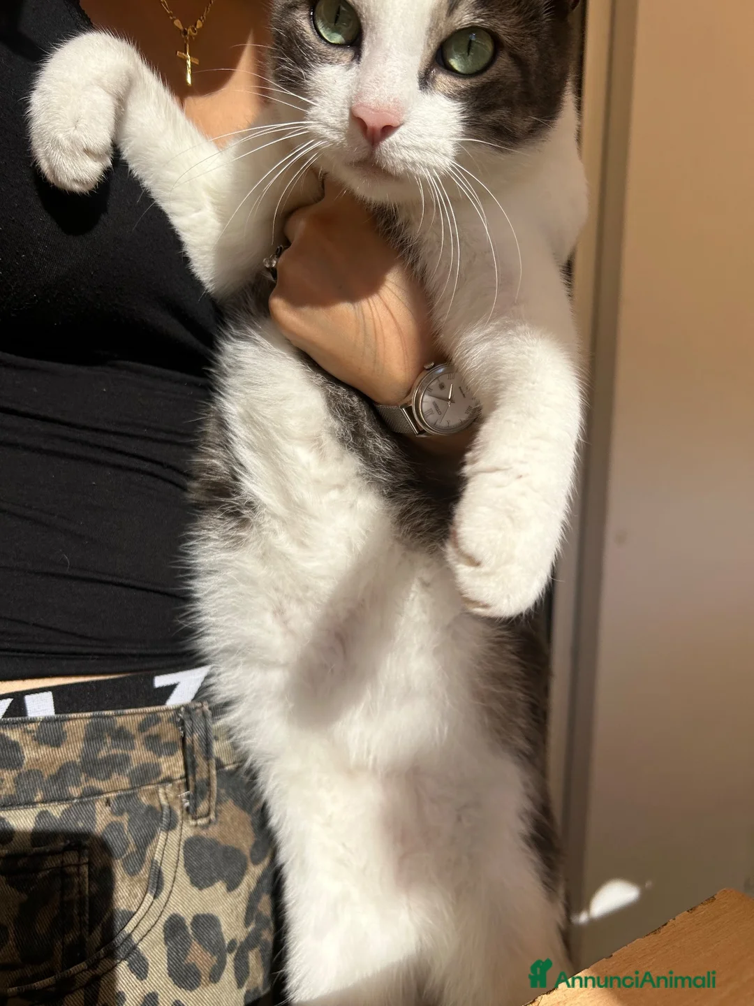 Europeo gatti in regalo: “ YOGHI” GATTO IN REGALO VA D’ACCORDO CON GATTI a Provincia di Vercelli - Annuncio 2
