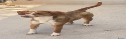 Meticcio cani in regalo: Eric  a Provincia di Bergamo - Annuncio 3