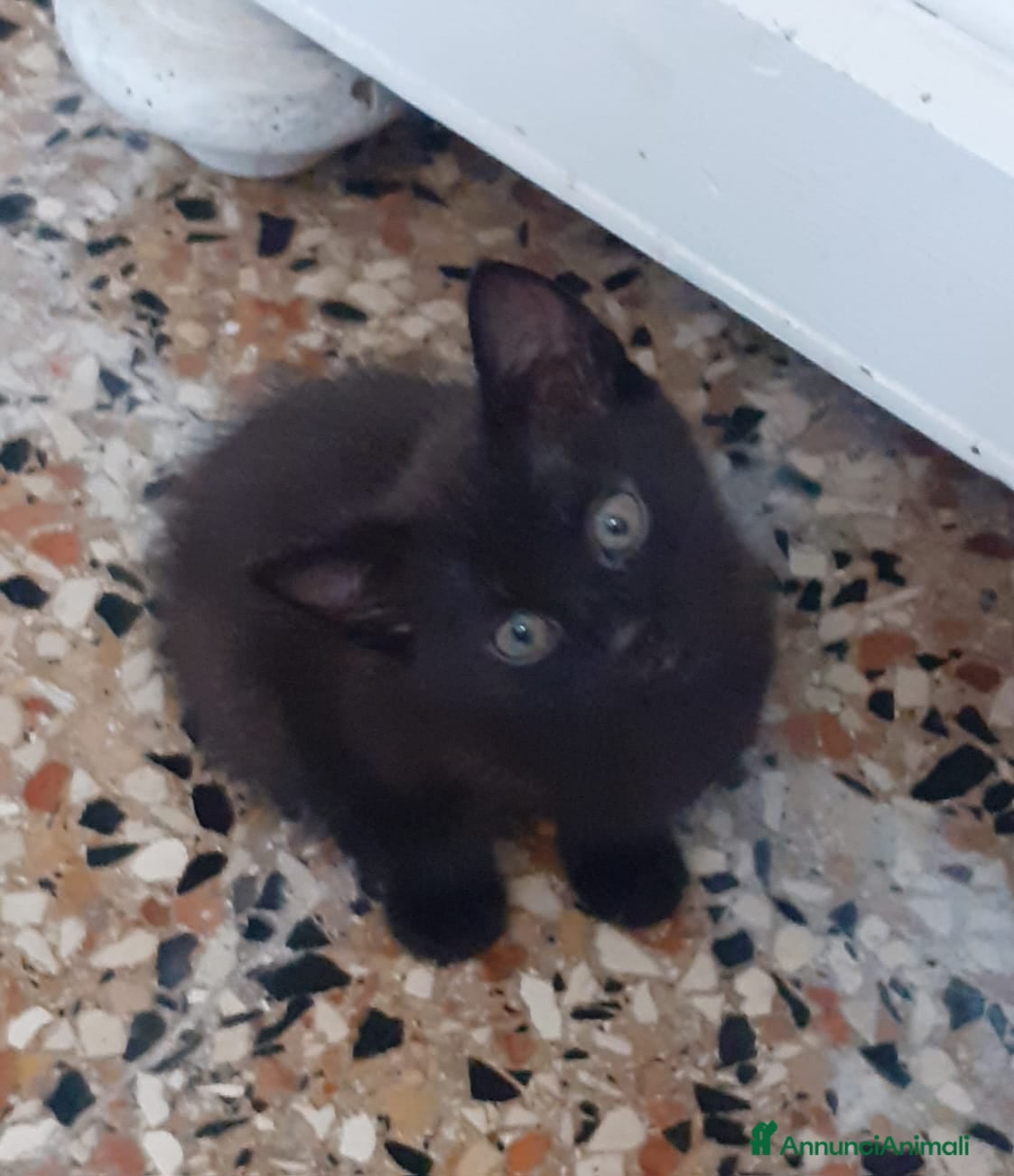 Altre razze cani REGALO Bellissimo gattino nero - Annuncio 8