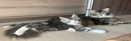 Maine Coon gatti in vendita: Ultima bellisima femina - Annuncio 1