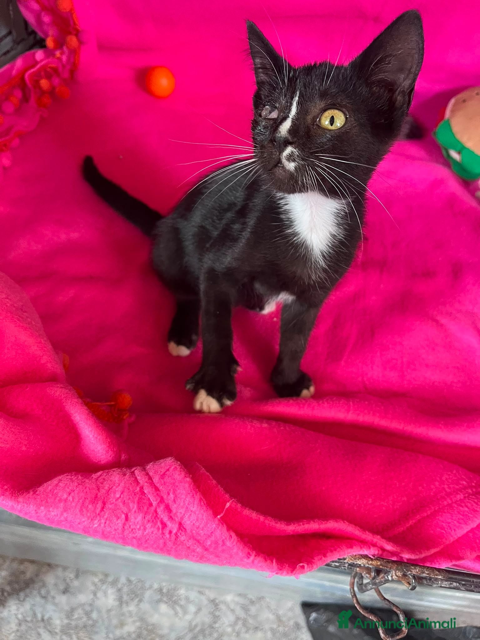 Meticcio gatti Gattina dolcissima  - Annuncio 3