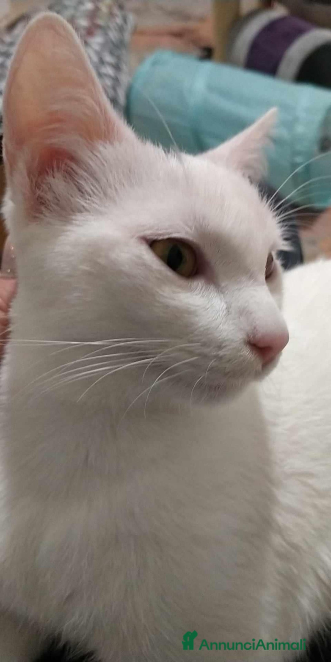 Altre razze gatti in regalo: Brescia (Bettole) - Annuncio 1