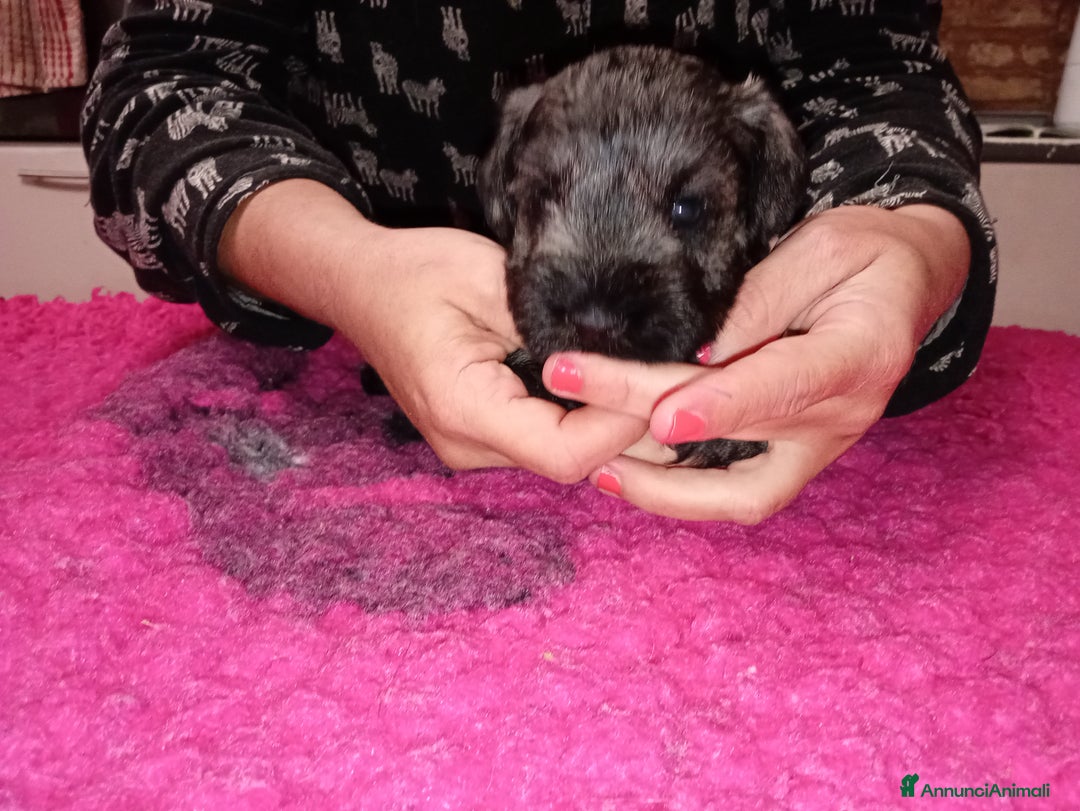 Mini Schnauzer cani in vendita: cuccioli di zwergschnauzer pepe sale - Annuncio 4