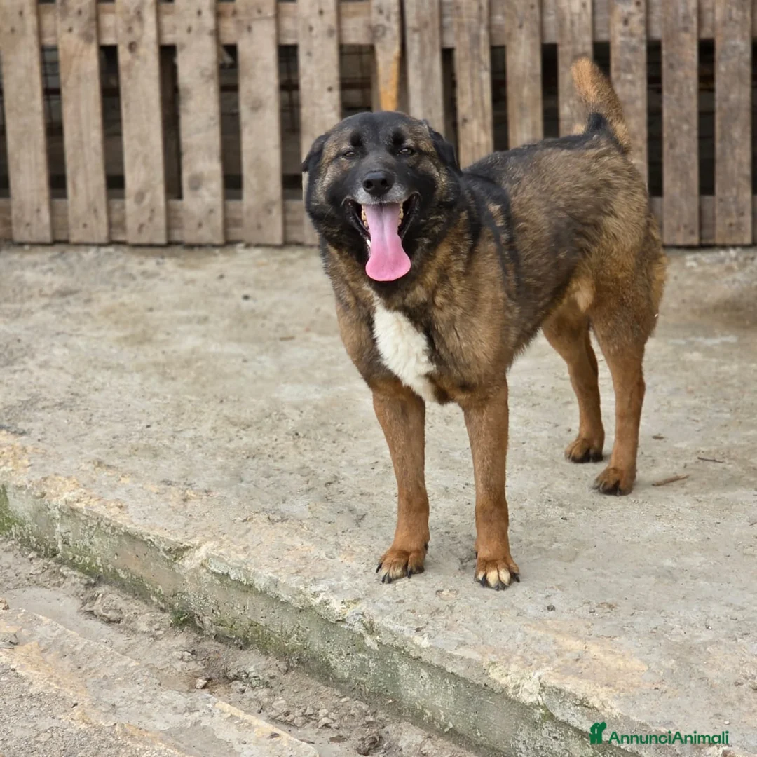 Pastore del Caucaso cani in regalo: Splendida simil Pastore del Caucaso - CARRIE - Annuncio 5
