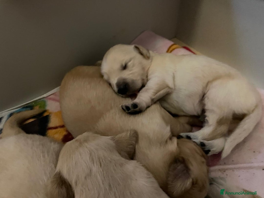 Golden Retriever cani in vendita: 🐾 CUCCIOLI DI GOLDEN RETRIEVER - Annuncio 2