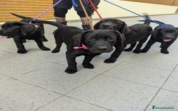Labrador cani in vendita: Labrador  a Città metropolitana di Roma Capitale - Immagine 8