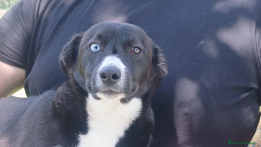 Meticcio cani in regalo: IL BELLISSIMO GEORGE CERCA LA SUA CASA - Annuncio 1