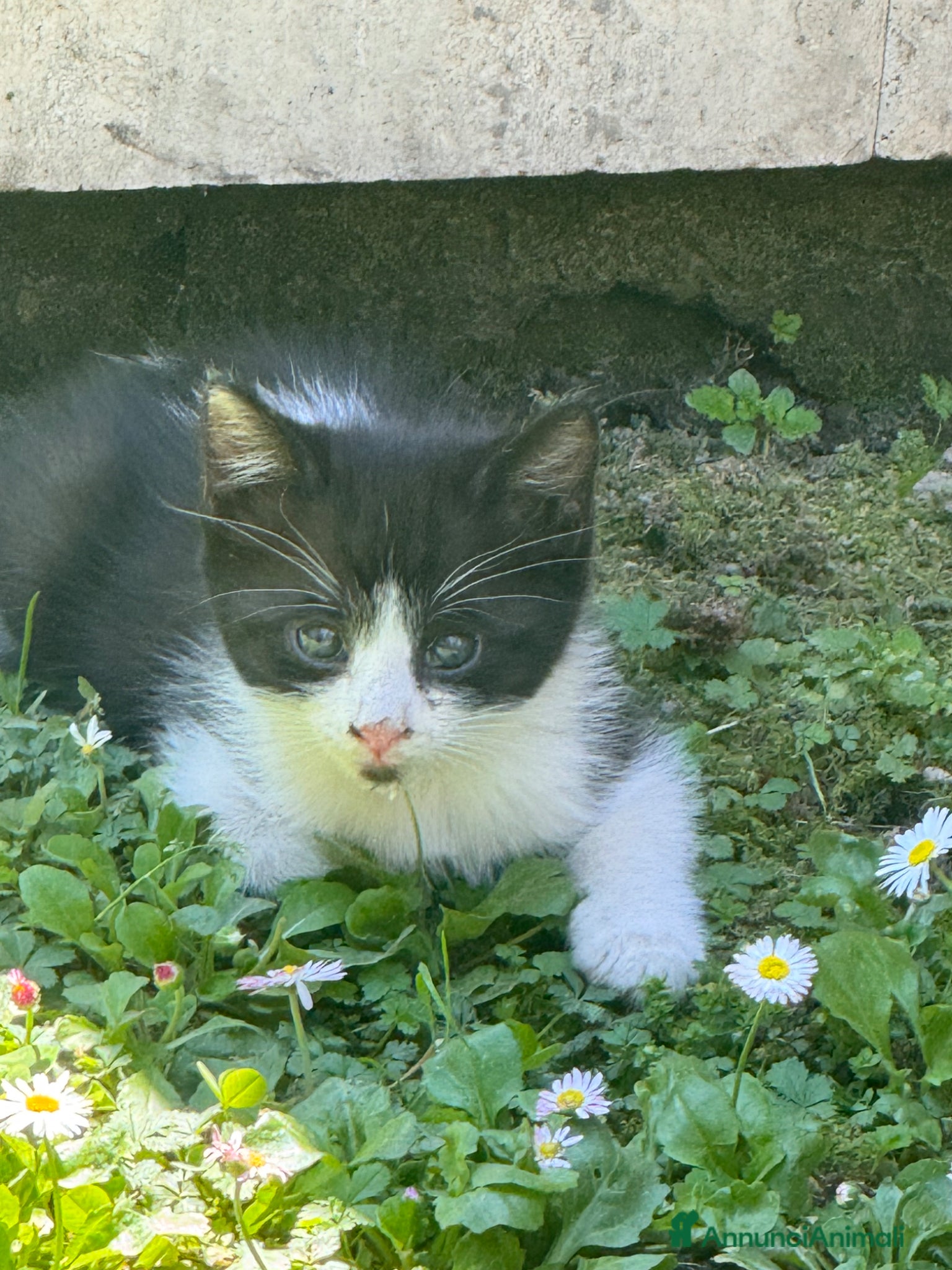 Meticcio gatti Cercasi casa per cuccioli  - Annuncio 1