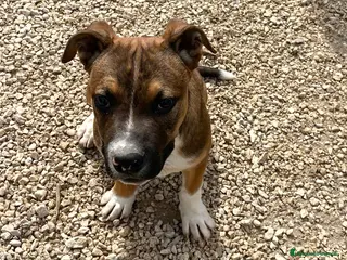 Meticcio cani DOLCE PITTINO DA ADOTTARE - Annuncio 1