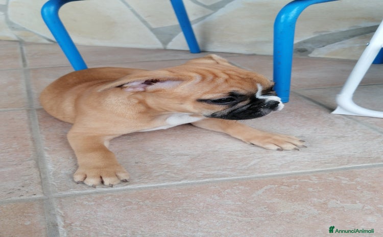 Bulldog Francese cani - Annuncio 6