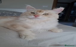 Maine Coon gatti in vendita: Prenotazioni Aperte - Cuccioli di Maine Coon! a Provincia di Cuneo - Immagine 3