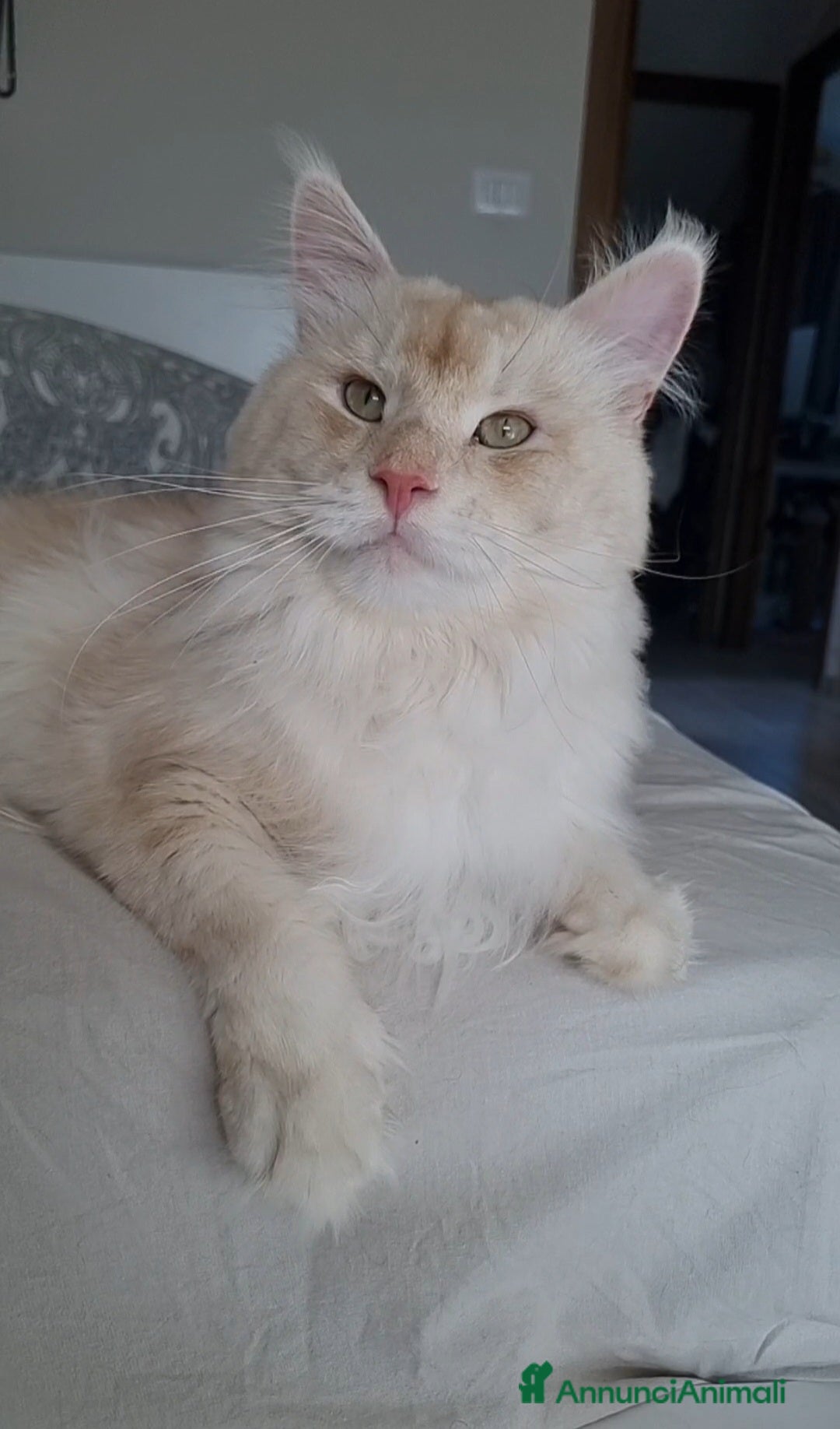 Maine Coon gatti in vendita: Prenotazioni Aperte - Cuccioli di Maine Coon! a Provincia di Cuneo - Immagine 3