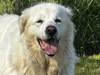 Pastore Maremmano cani Vittoria dolcissima maremmana in adozione a Provincia di Latina - Annuncio 4