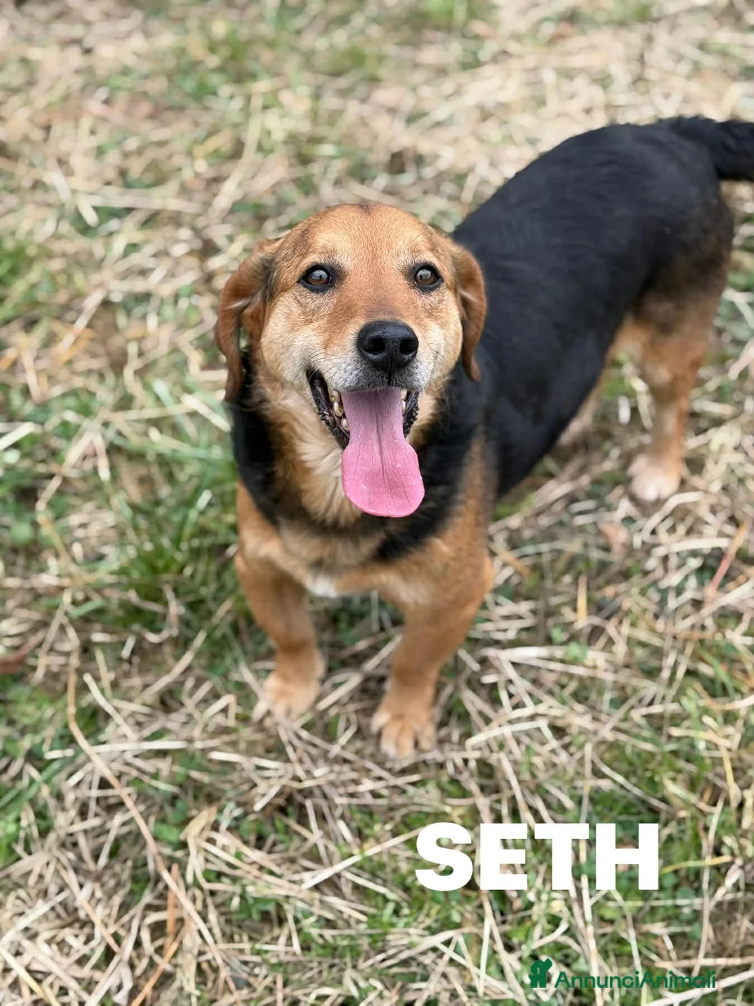 Meticcio cani in regalo: SETH, nanetto super coccolone. TG PICCOLA. - Annuncio 8