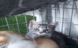 Europeo gatti in regalo: 🐾 Nìva, 3 Mesi, cerca casa! 🏡 a Provincia di Caserta - Immagine 5