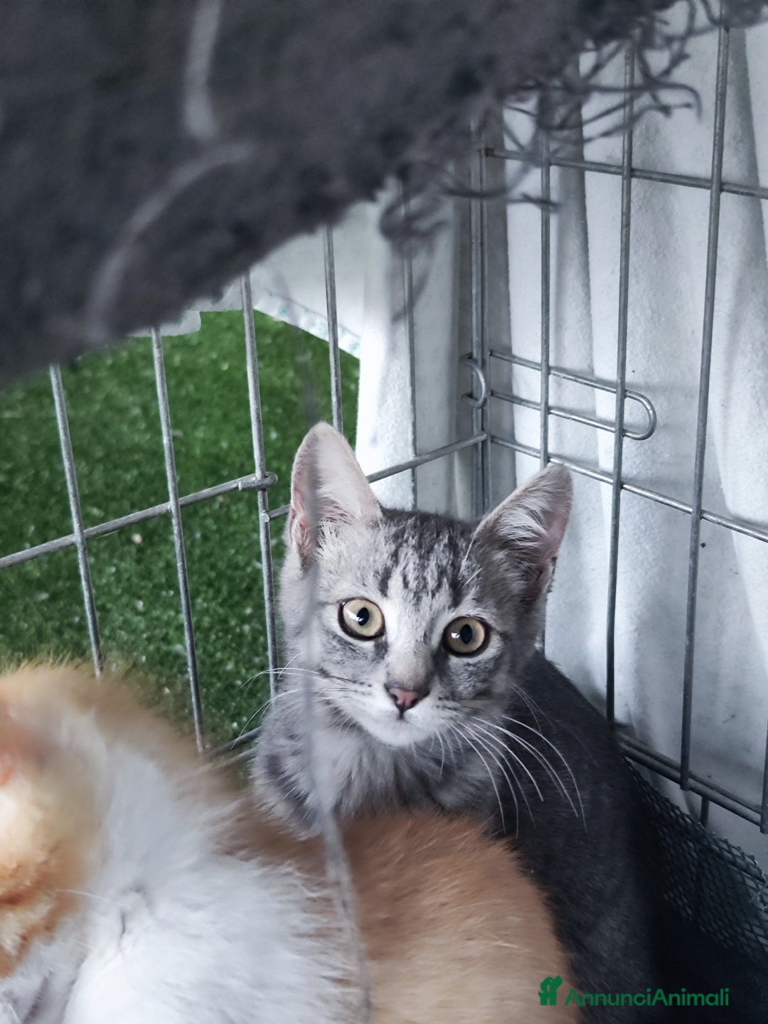 Europeo gatti in regalo: 🐾 Nìva, 3 Mesi, cerca casa! 🏡 a Provincia di Caserta - Immagine 5