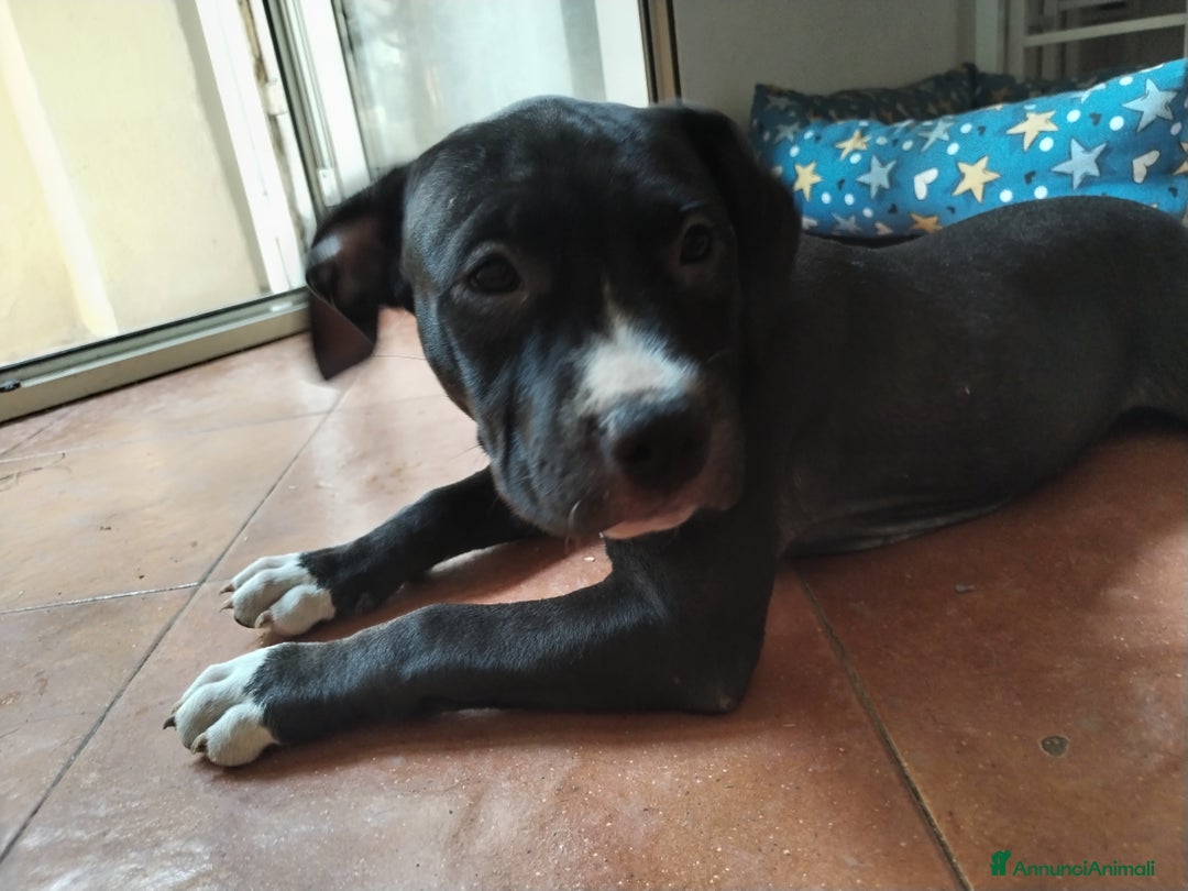 American Staffordshire cani in vendita: VENDESI CUCCIOLI DI AMSTAFF  a Città metropolitana di Roma Capitale - Immagine 2