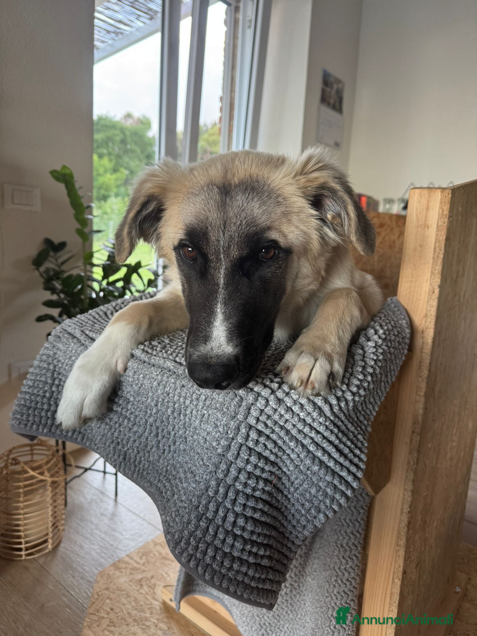 Meticcio cani Albicocca: 7 mesi adozione del cuore  - Annuncio 7